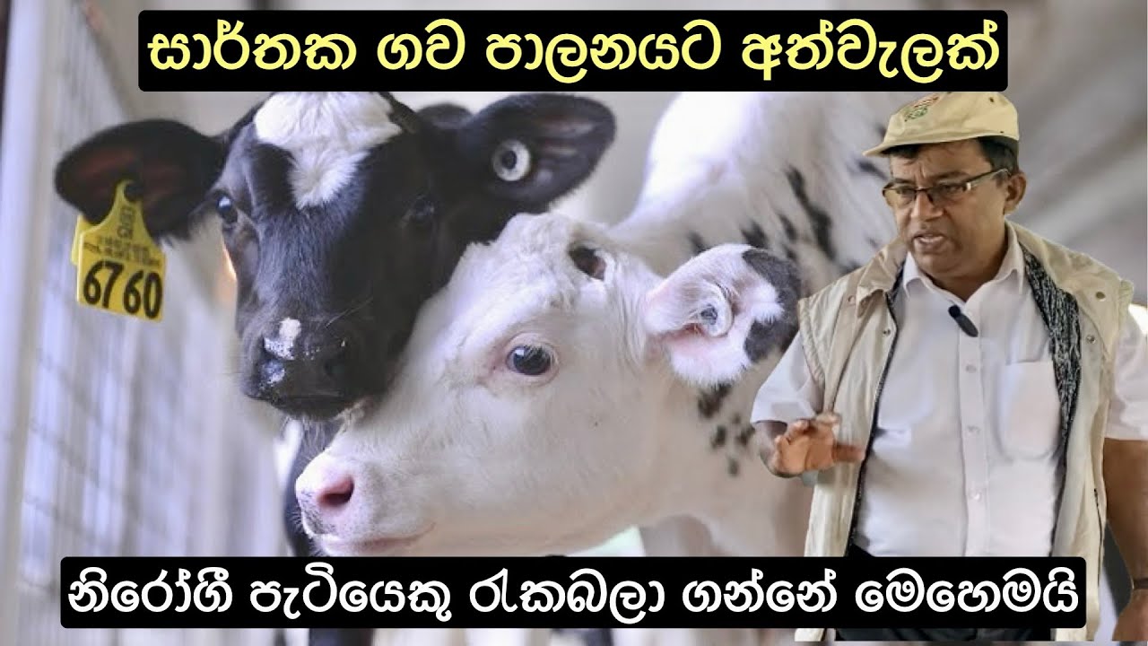 වසු පැටවුන් පාලනයට අත්වැලක් (Calf Management)🐮 #livestock #dairyfarming #Calf management