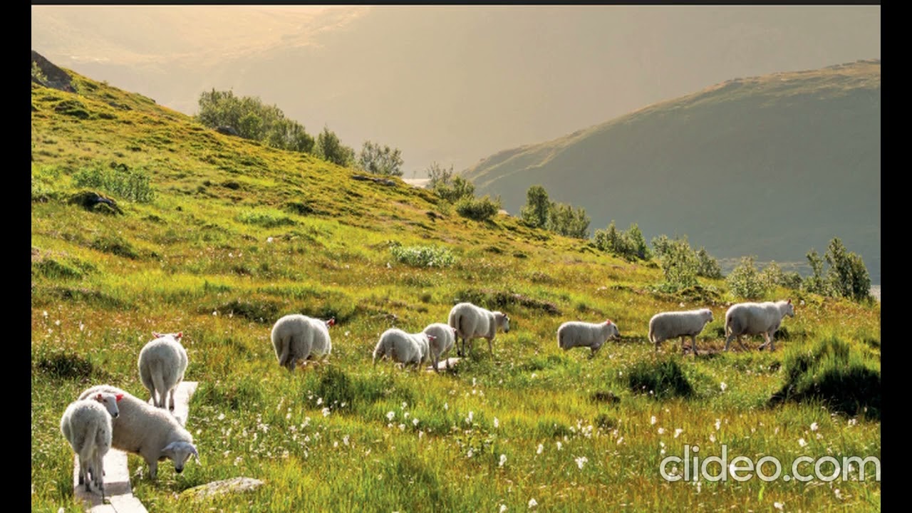 Sheep