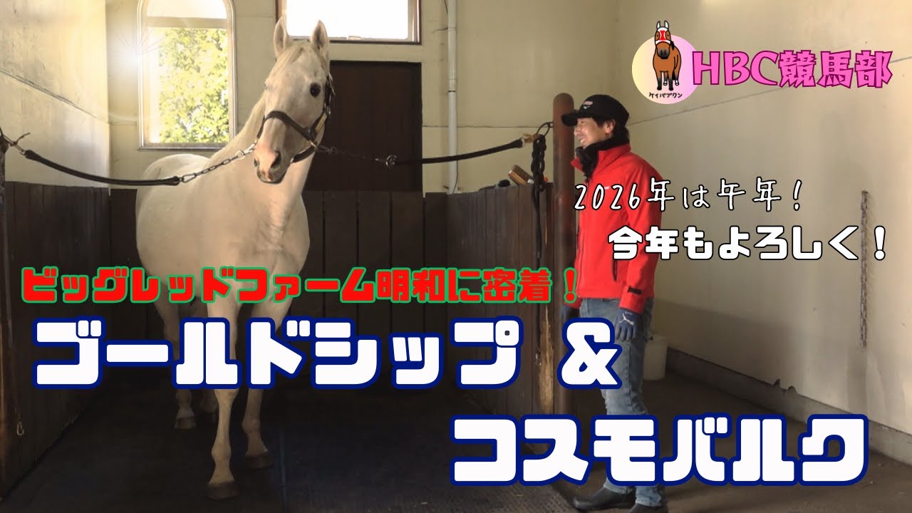 【HBC競馬部TV】午年に『ゴールドシップ＆コスモバルク』をたっぷりと！
