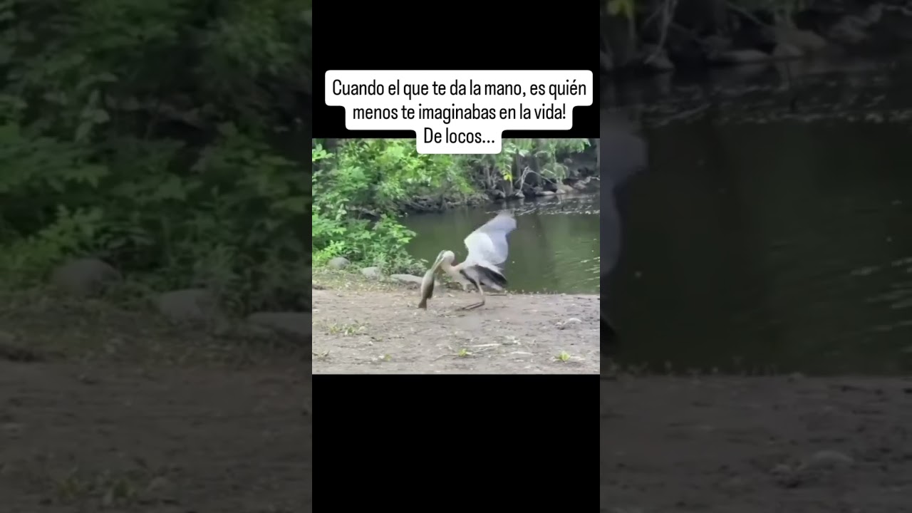 #frades