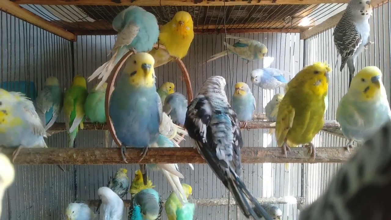 🐦触れた直後、インコが急に興味