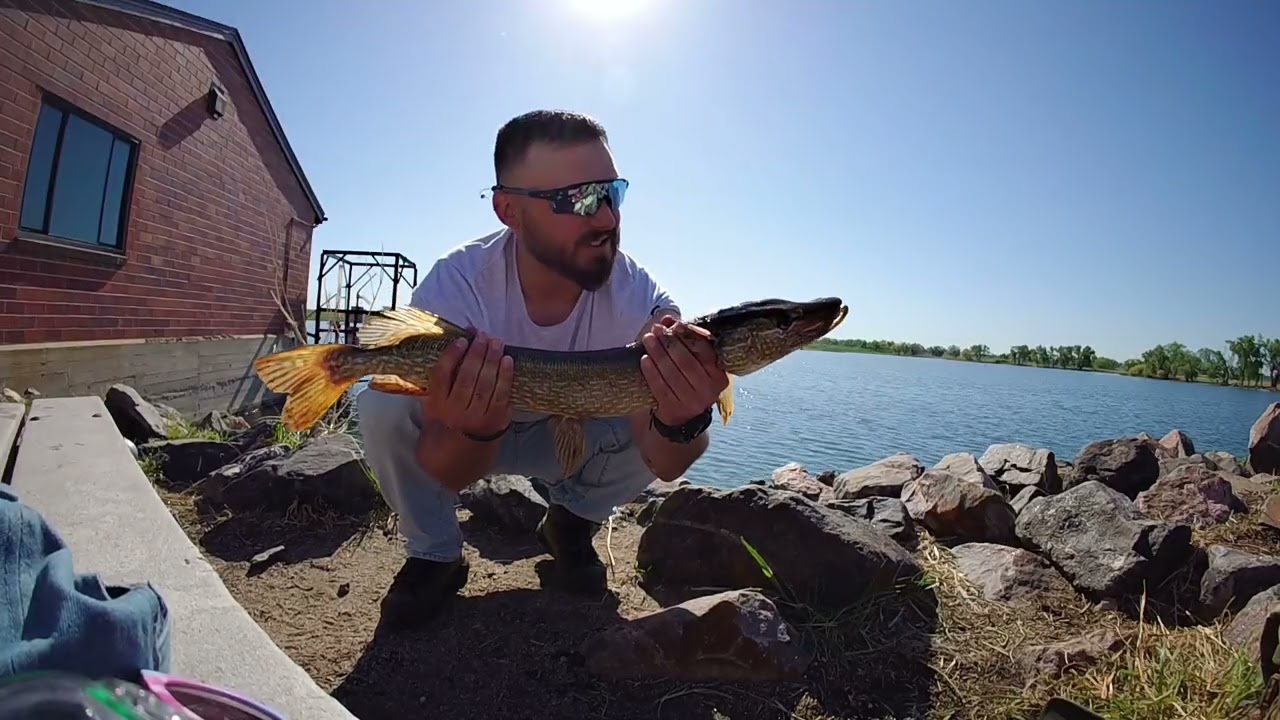 Northern Pike In Colorado Cast To Catch & Buffalo Sighting #fishing #northernpike 