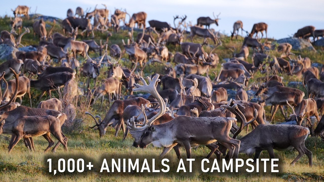 The Great Canadian Migration of the Tundra Caribou