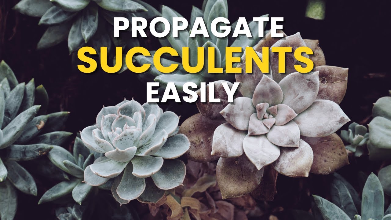 Grow Endless Succulents From Just One Plant 🍃