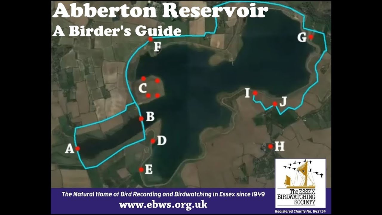 A birdwatcher's guide to Abberton Reservoir