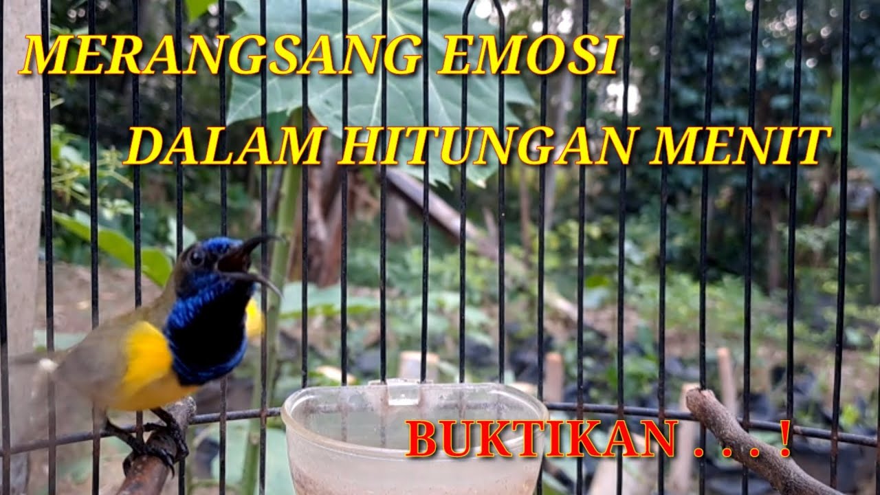 Sogon gacor ngleper mrmancing sogon bahan, ampuh merangsang sogon bahan.