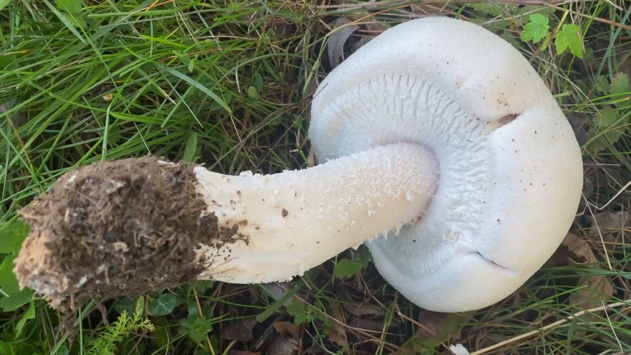 Agaricus urinascens, October 5, 2022