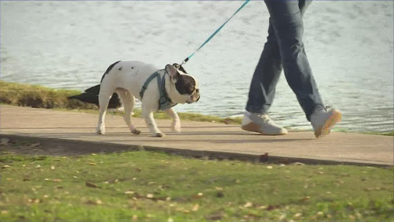 Armed dognappers: Houston residents believe duo is targeting people to steal their dogs