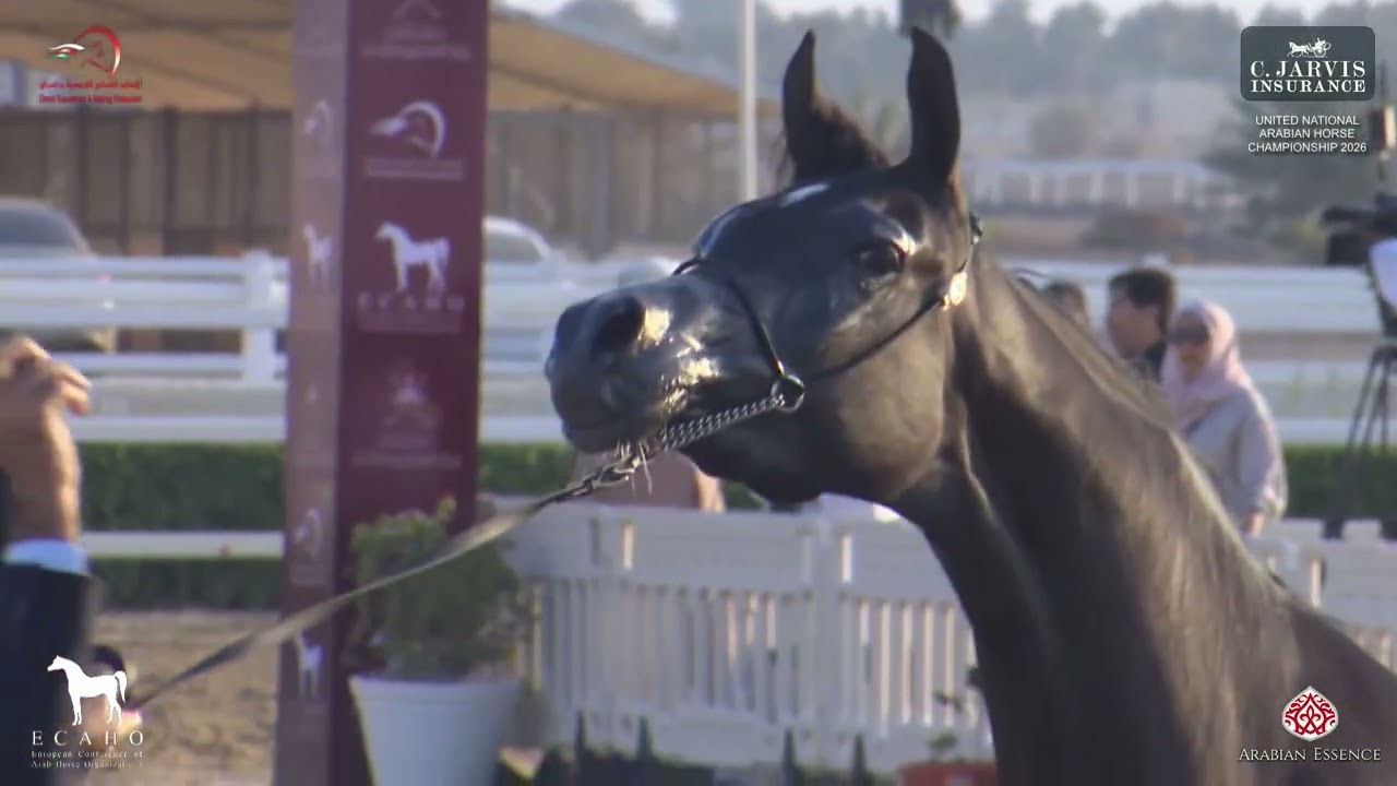 United National Arabian Horse Championship 2026   Junior Fillies Championship