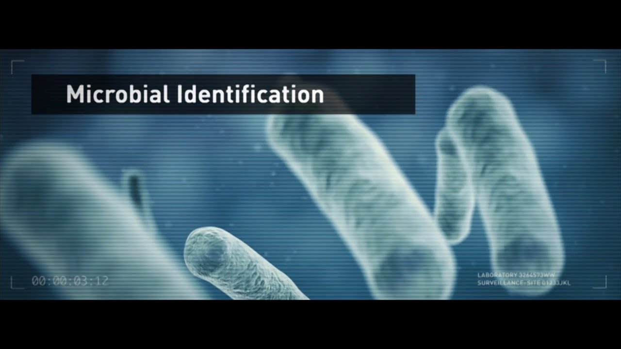 Microbial Identification: Bacterial and Fungal ID using MicroSEQ&reg; System