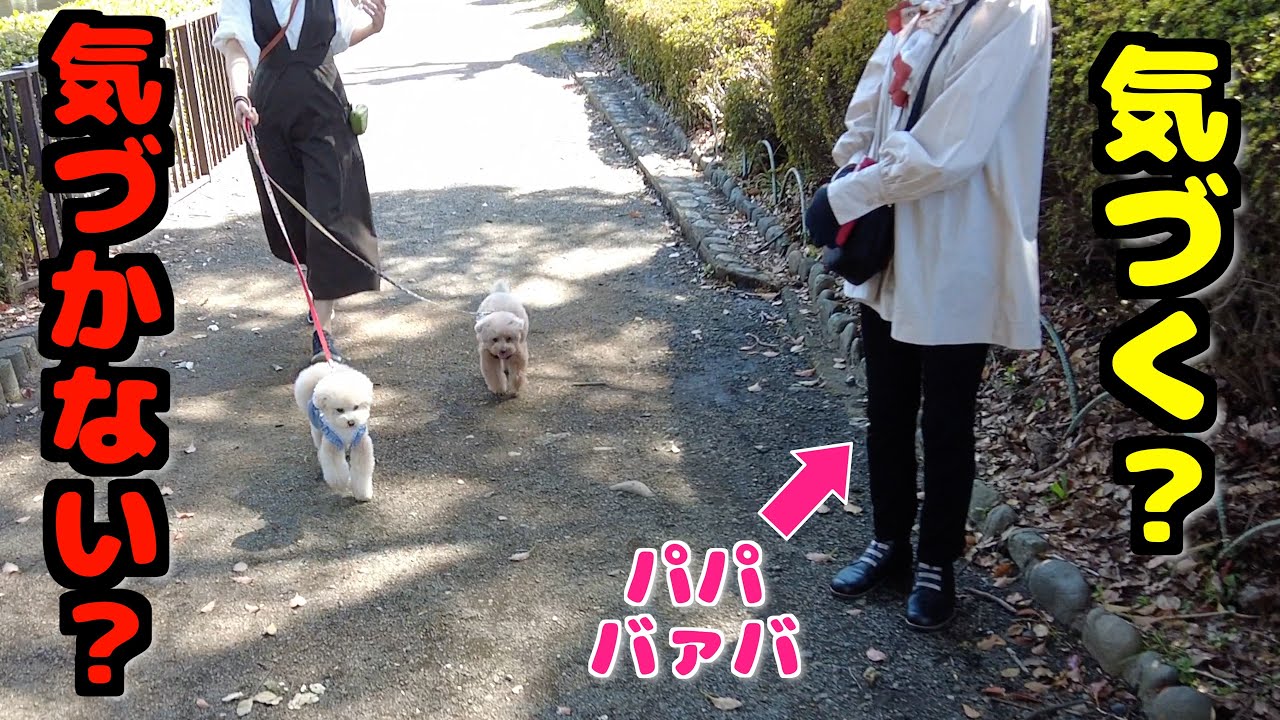 散歩中に3ヶ月ぶりの大好きなパパバァバがいたら愛犬は気づくのか？【トイプードル】
