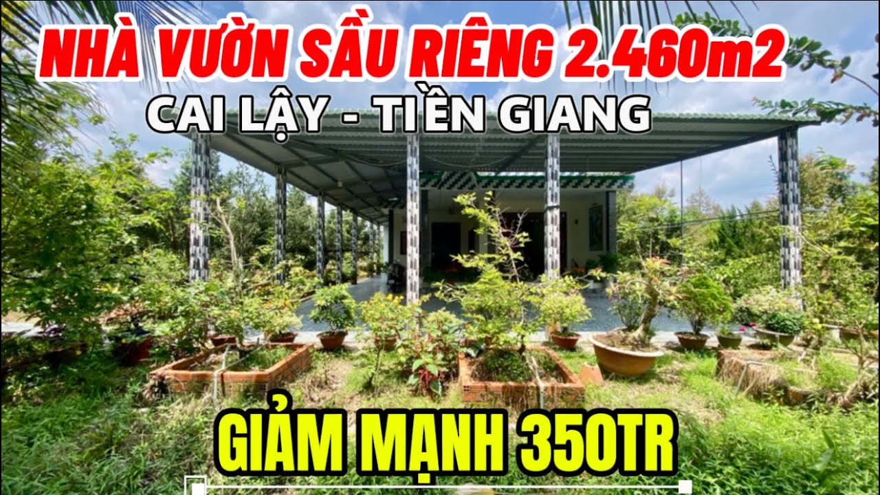 Tập 3864 Giảm Sốc 350tr Nhà Vườn Sầu Riêng 2460m2 Ở Cai Lậy Tiền Giang