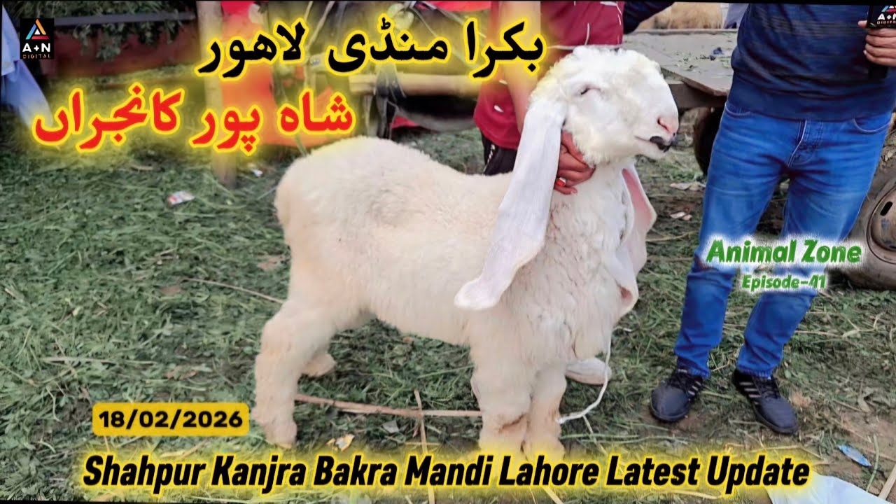 Shahpur Kanjra Bakra Mandi Lahore Latest Update 18/02/2026 (Goats and Sheep for Sale in Lahore)AZ-41