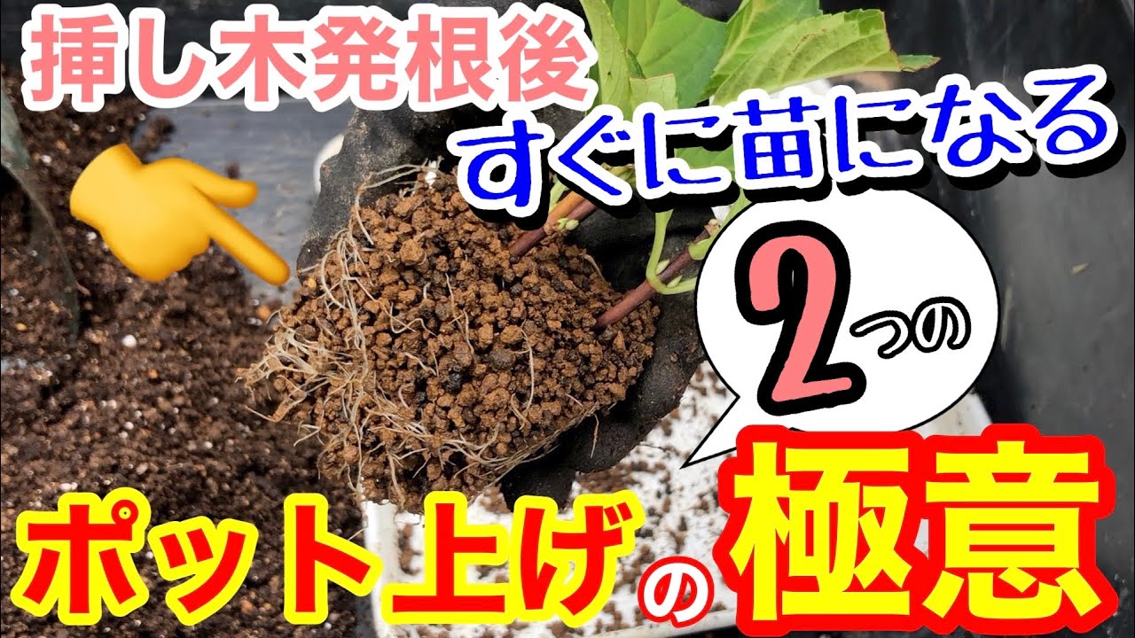 【挿し木】発根後、2つの方法をマスターすれば、楽しみ方無限大です🤗 / すぐに苗として使うための方法もお教えします👌/ 9月に挿し木した動画の続き：発根状況を一緒に見ていきましょう【ガーデニング】