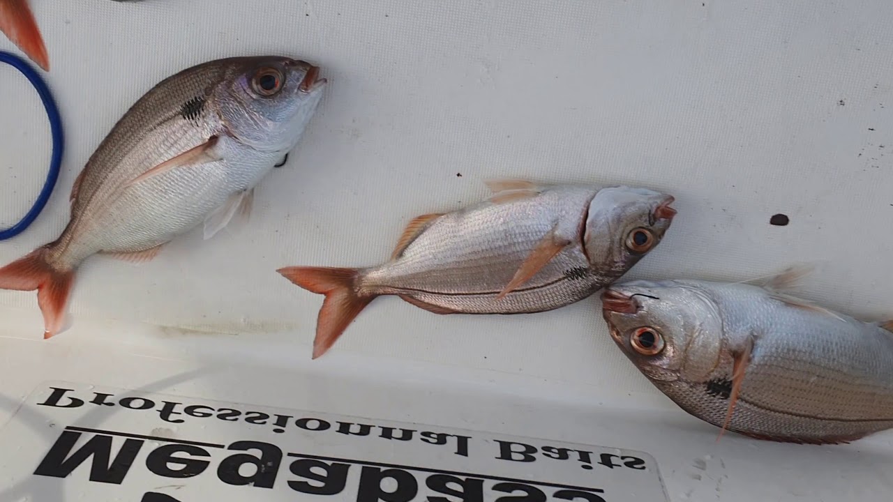Pesca ligera con carrete electrico