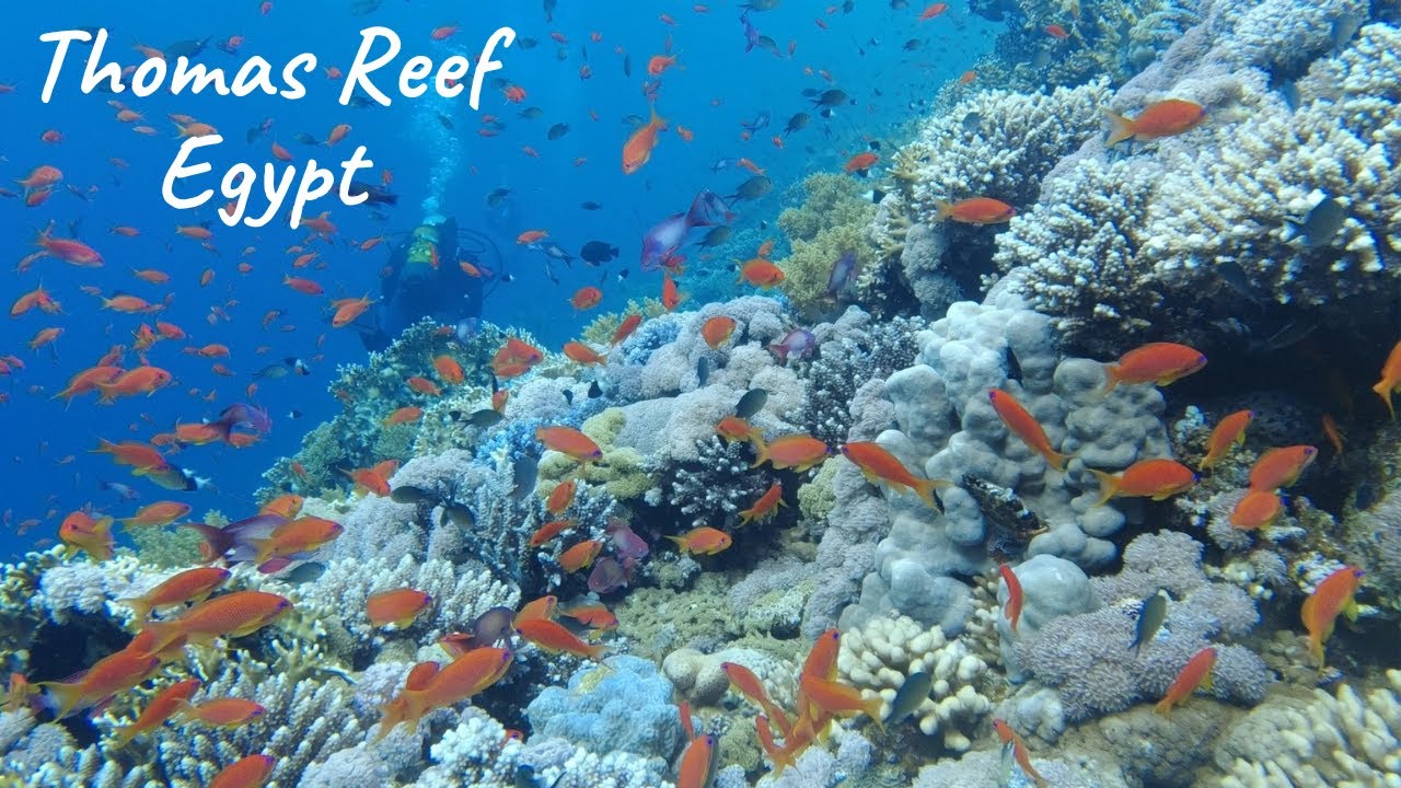 Diving Thomas Reef, a real-life Aquarium! (40mins POV ASMR)