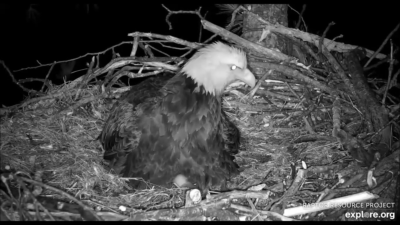 Trempealeau Eagles A scare at night Dad to the rescue 04 19 2025