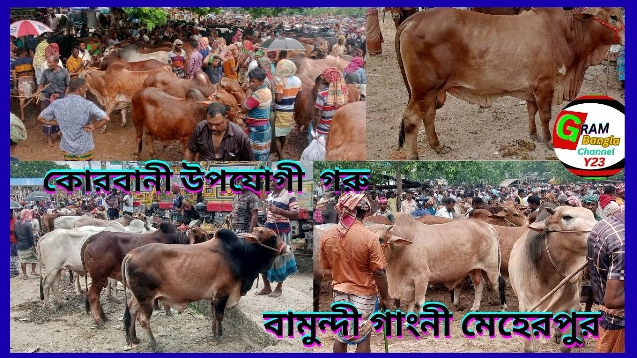 বাছাইকৃত হাটের সেরা সব কালেকশন কোরবানী উপযোগী বামুন্দী গাংনী মেহেরপুর #cowpriceinbangladesh 2026