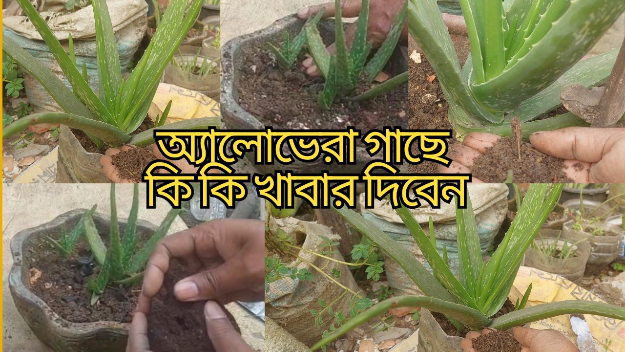 এ্যালোভেরা চারা মোটা তাজা করার উপায় lএ্যালোভেরা চারা রোপন lএ্যালোভেরা গাছের যত্ন lএ্যালোভেরা চাষ