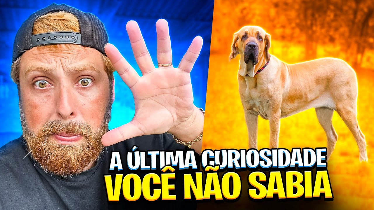 FILA BRASILEIRO EM 10 CURIOSIDADES
