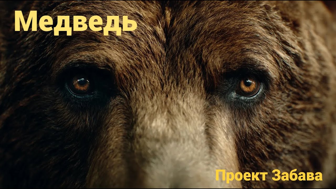 Медведь. Проект Забава. Видеоверсия