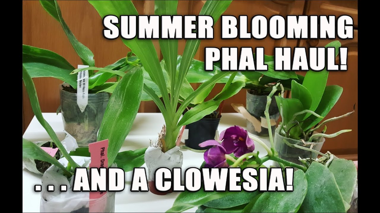 Seller Review 4: Unboxing Summer Blooming Phals from Orchid Garden!