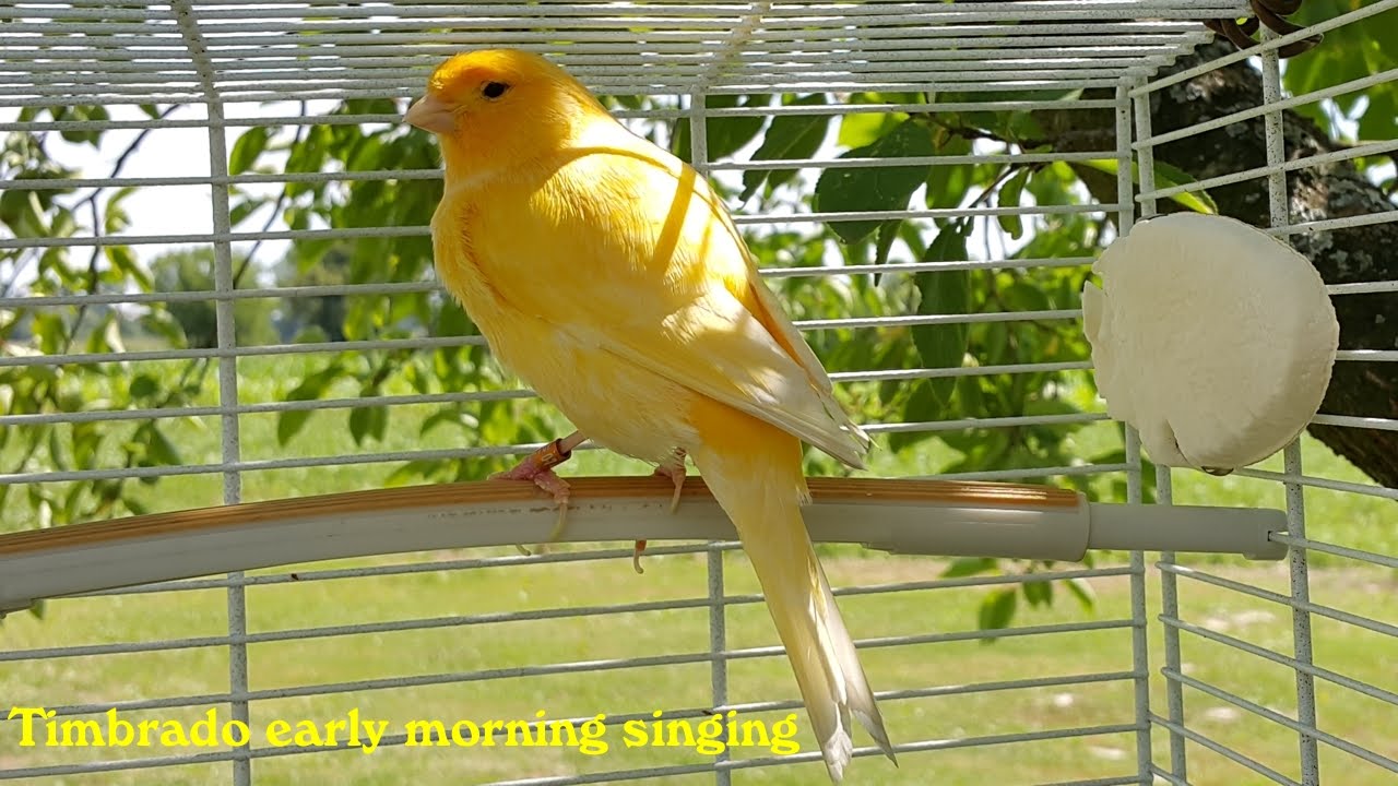 Canary Training Video (Timbrado early morning singing)