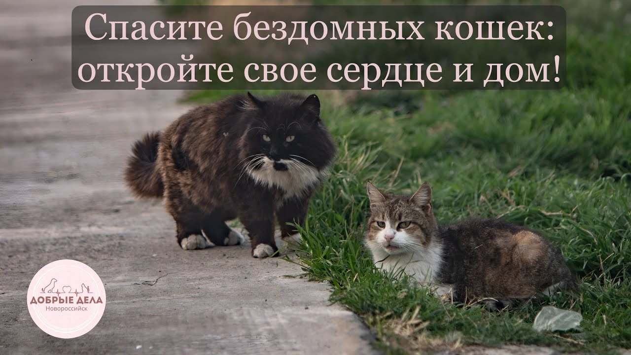 Спасите бездомных кошек: откройте свое сердце и дом!