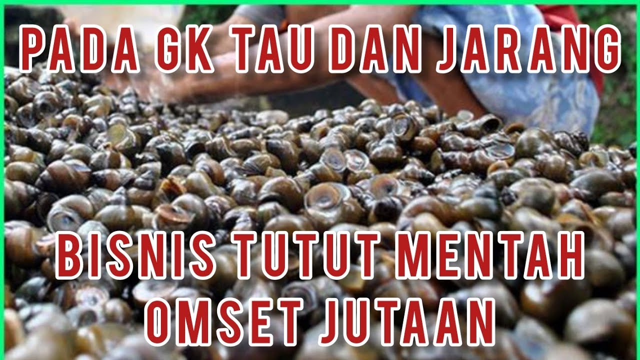 Cara budidaya tutut sawah dan bisnis tutut sawah untuk pemula