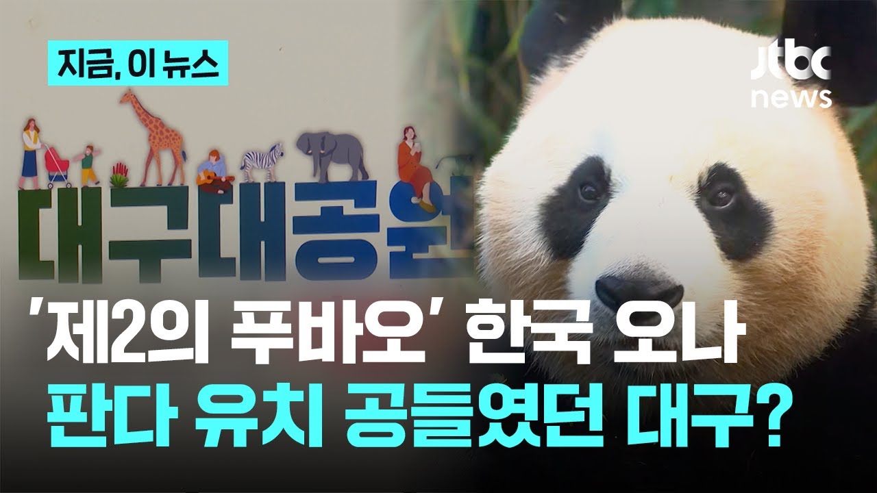 '제2의 푸바오' 한국 땅 밟을까?&hellip;'판다 러브콜'에 진심인 이 도시 '주목'｜지금 이 뉴스