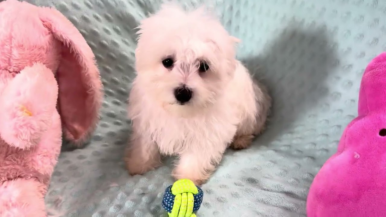 Cooper M Maltese video 3-26. www.malteseuluv.com