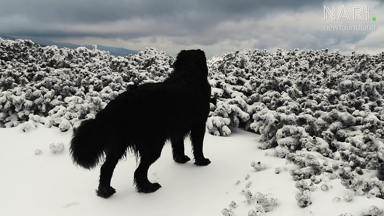 Climbing the highest peak (Śnieżka) in Giant Mountains (Karkonosze) with Nari, newfoundland dog
