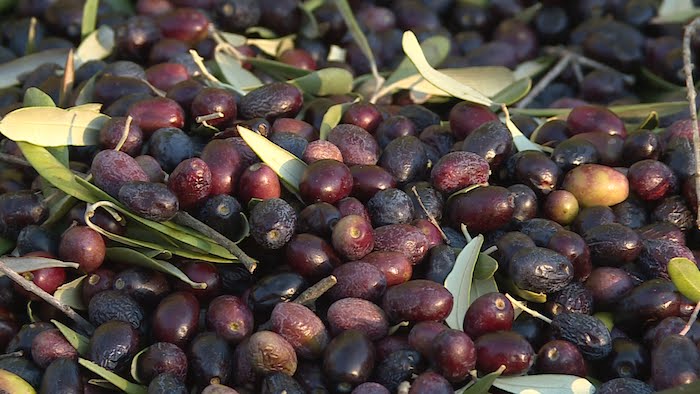 Tradition : le plus vieux moulin à huile d'olive