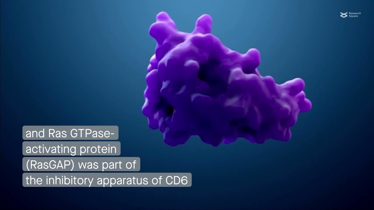 CD6 inhibits T-cell activation by modulating Ras