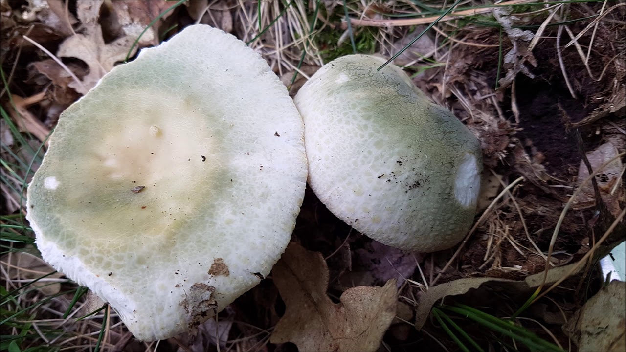 Russula virescens / Greencracked Brittlegill Russula/ Gibelurdin/ Carbonera  ( comestible-edible)