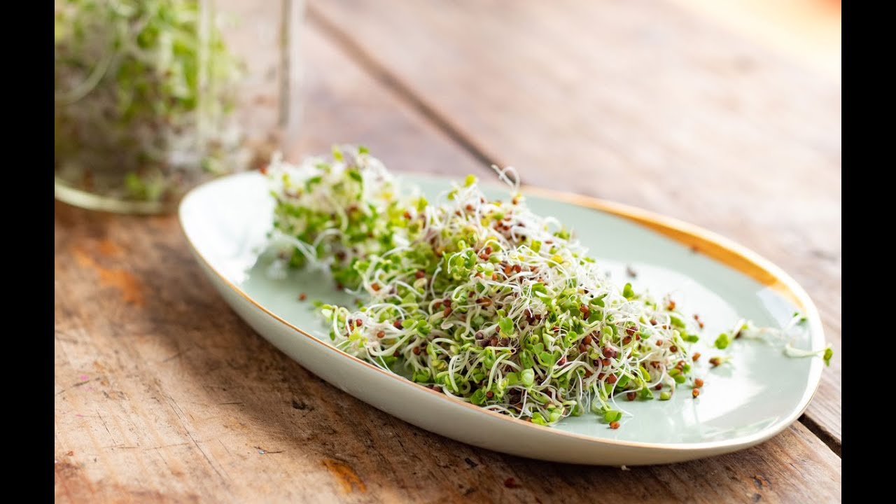 Como hacer germinado de brócoli