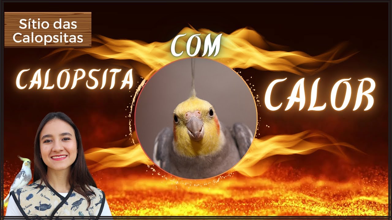 CALOPSITA COM CALOR / O QUE FAZER!