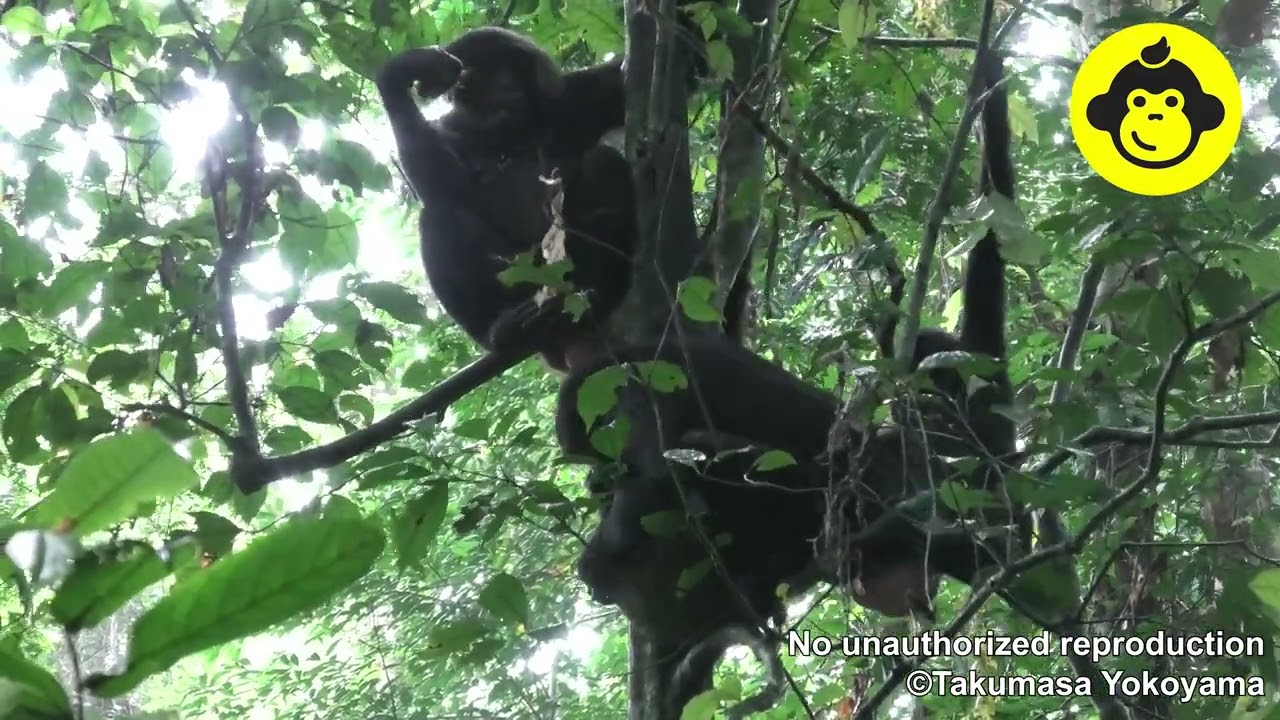 Feeding behaviors among wild bonobos!【Observations of Bonobos #197】