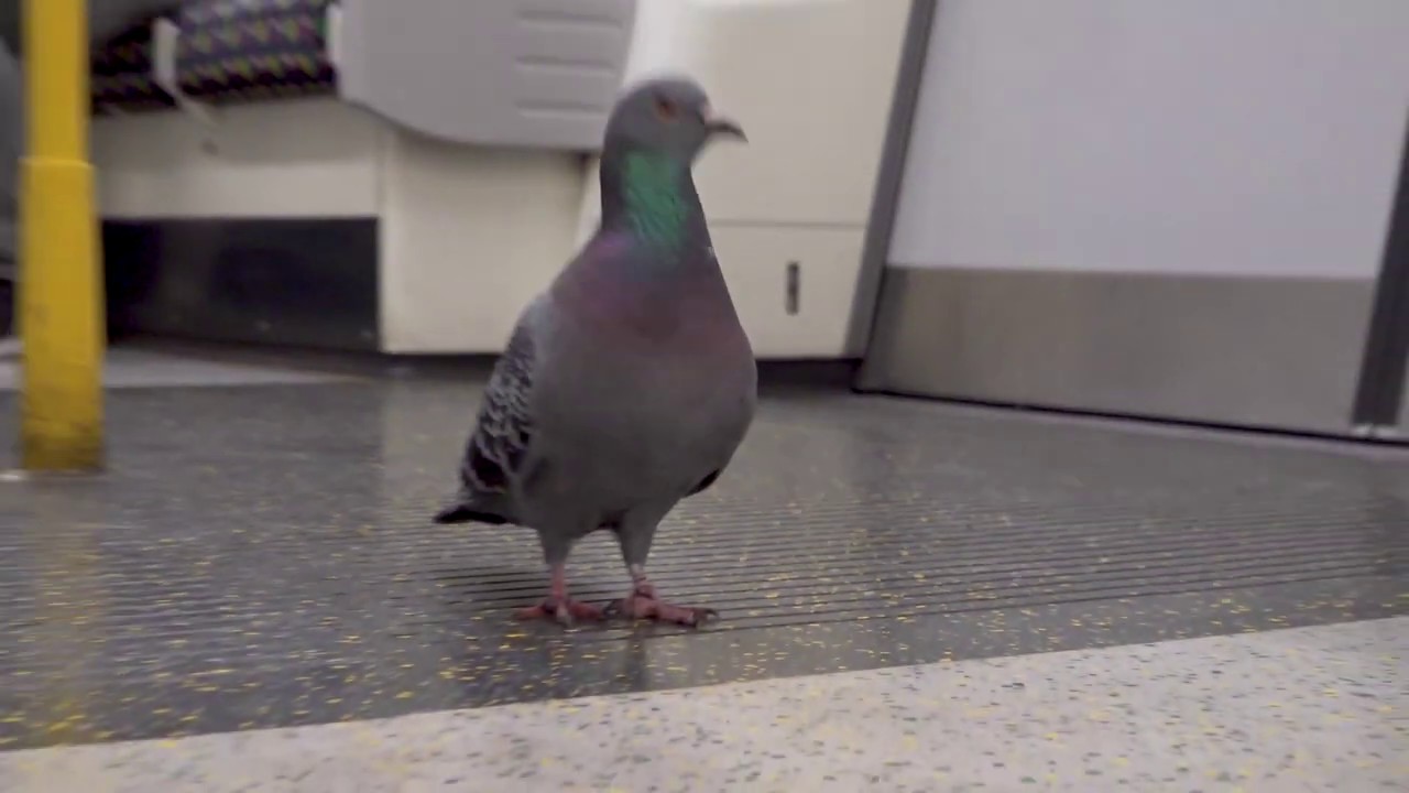 Ferral pigeon (Columba livia domestica) learns to use public transport