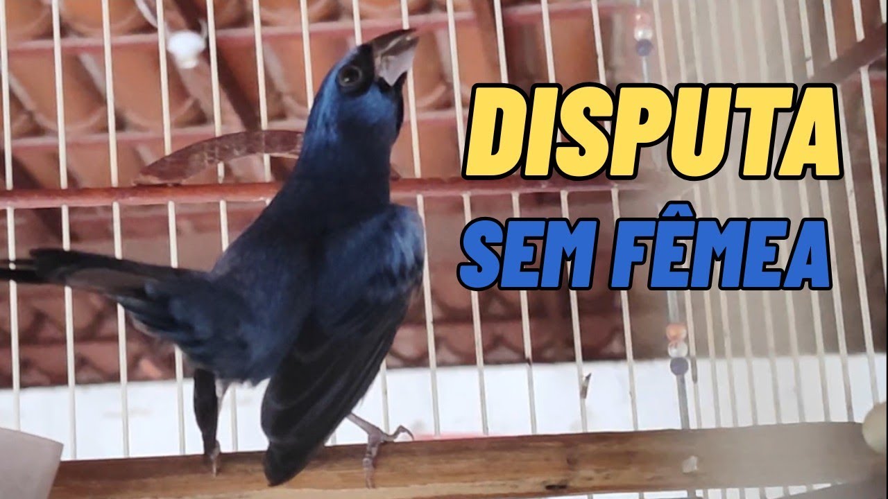 AZULÃO sem fêmea consegue finalizar em torneio?