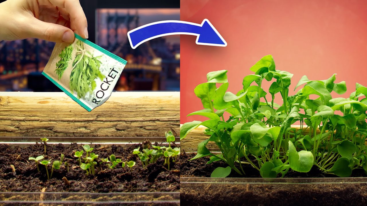 Growing Rucola Rocket Time Lapse -  36 Days (Eruca sativa)