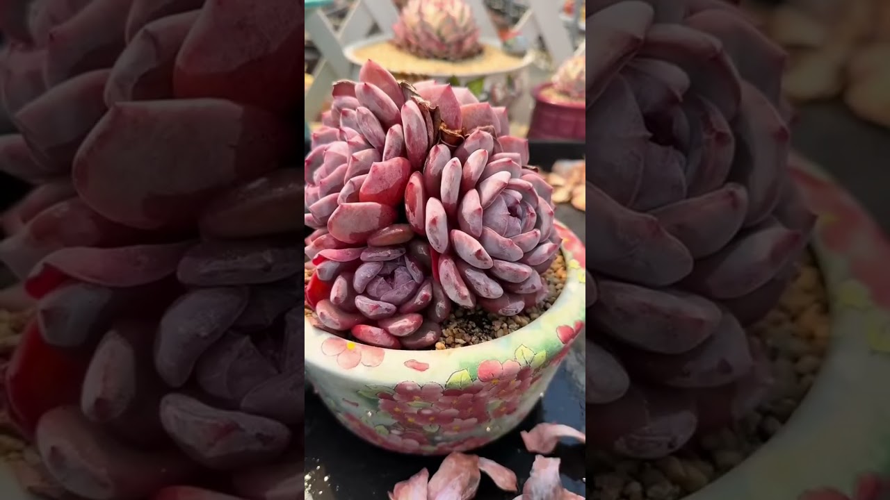 Understanding the Quiet Signals of Indoor Succulent Stress