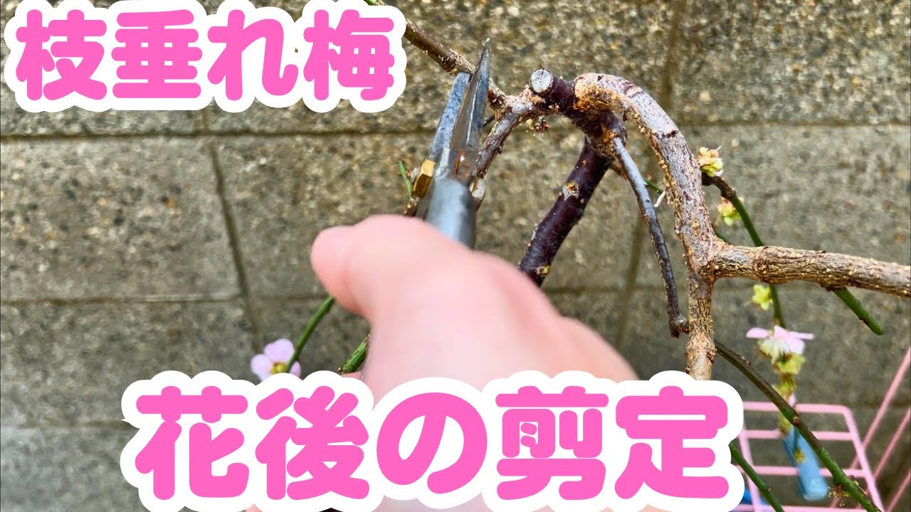枝垂れ梅の花後の剪定　2026年3月上旬