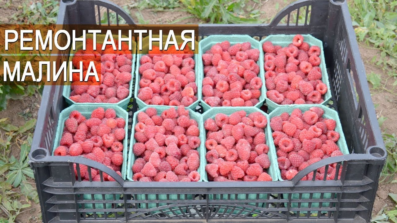 Ремонтантная малина. Бизнес. Ягодная ферма Kotkov s Farm