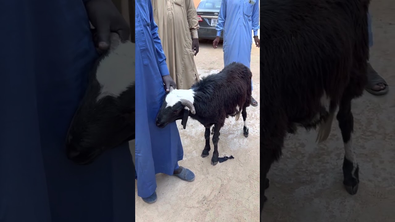 تشاديات إكرام أهل تشاد-منصورمكين