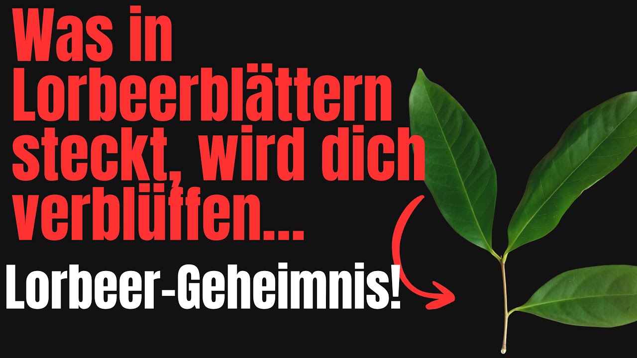 NEU! Lorbeerblätter Heilkraft im Blatt – das steckt WIRKLICH drin!