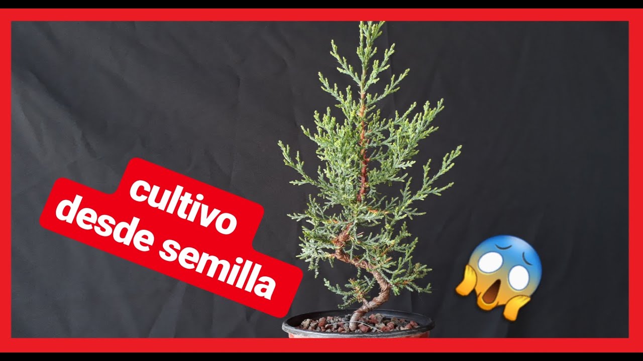 PREBONSAI CIPRES SEMPERVIRENS cultivo de 1 año refinando trabajo