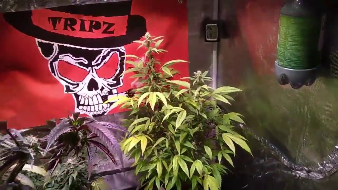 Tripz 88 Cannabis grow update using The Enhancer natural CO2 generator and the ladies love it. #tnb