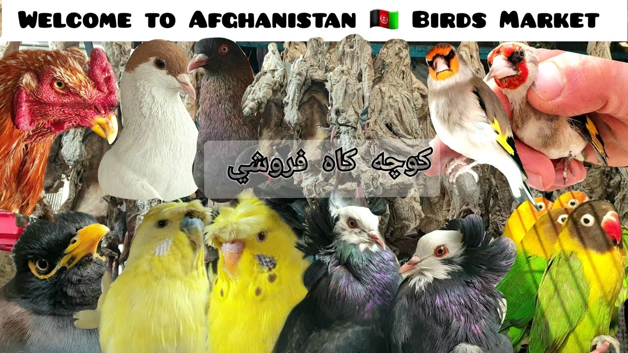 Exotic Birds Selling in Kabul Afghanistan 🇦🇫 جمعه بازار کوچه کاه فروشي