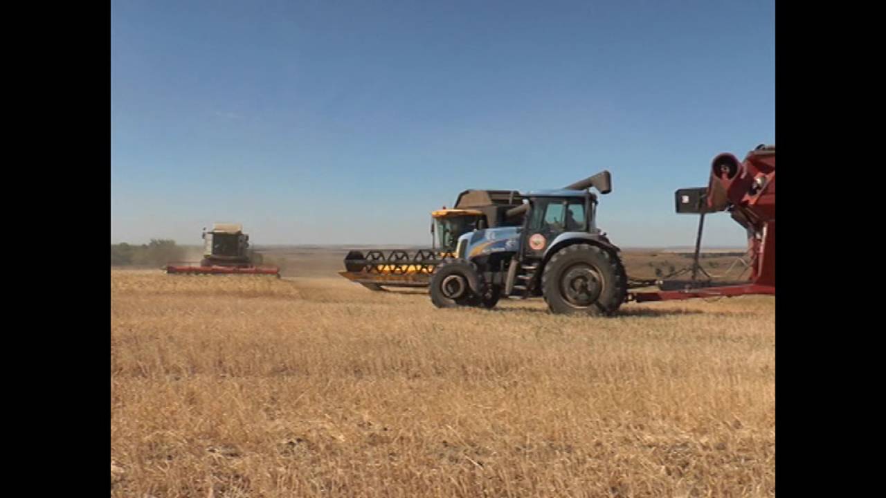 Уборка пшеницы в хозяйстве Карсакбаевых